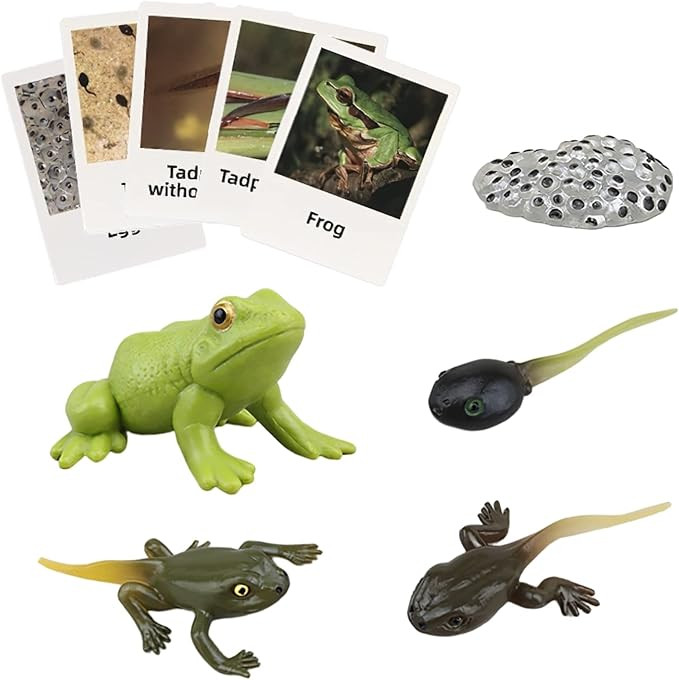 Montessori Frog Life Cycle with Flash Cards, Plastic Insects Tadpole to Frog Kit Toy, Realistic A... | Amazon (US)