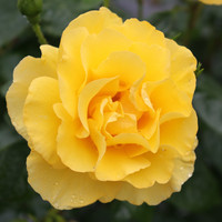 Reminiscent® Yellow Rose | #3 Pot | Proven Winners | Plant Addicts