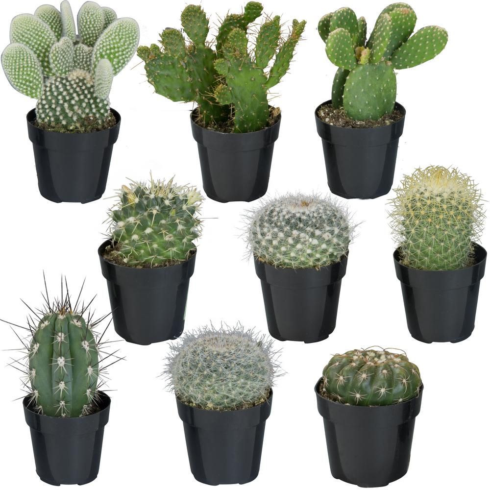 2.5 in. Cactus Collection (9-Pack) | The Home Depot