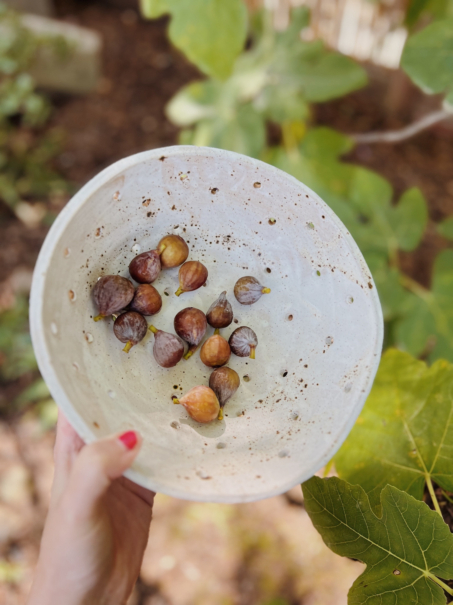 Finally got some figs from our tree this year. 🎉 And rounded up some cute colanders. Kitchen decor - strainer - berry bowl - food preparation- cooking

#LTKhome #LTKfindsunder50 #LTKGiftGuide