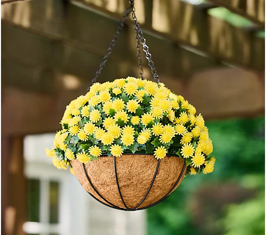Wicker Park 14" Harvest Faux Mum Hanging Basket | QVC