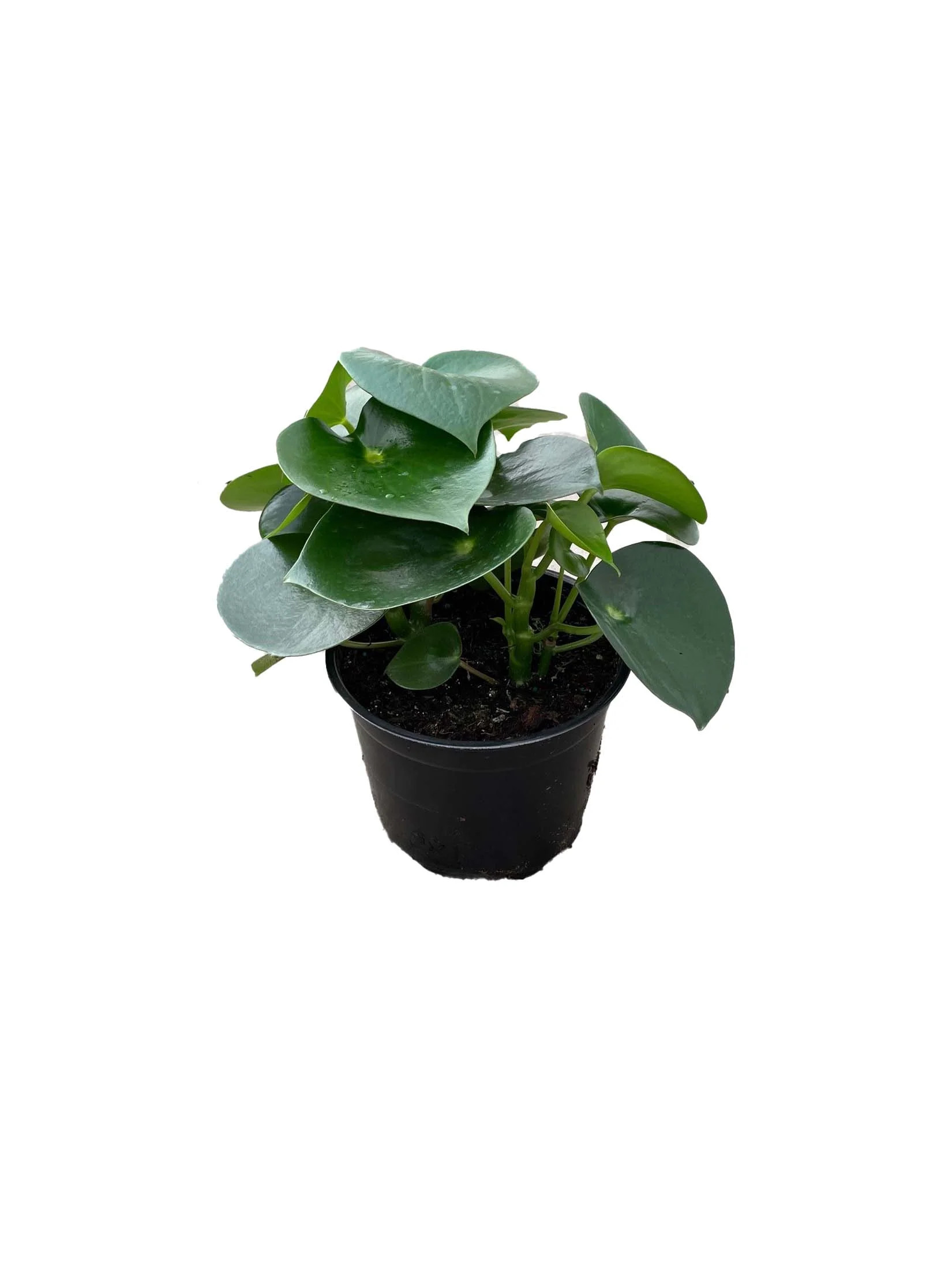 Masson Farms 6" Peperomia Raindrop in grower pot - Walmart.com | Walmart (US)