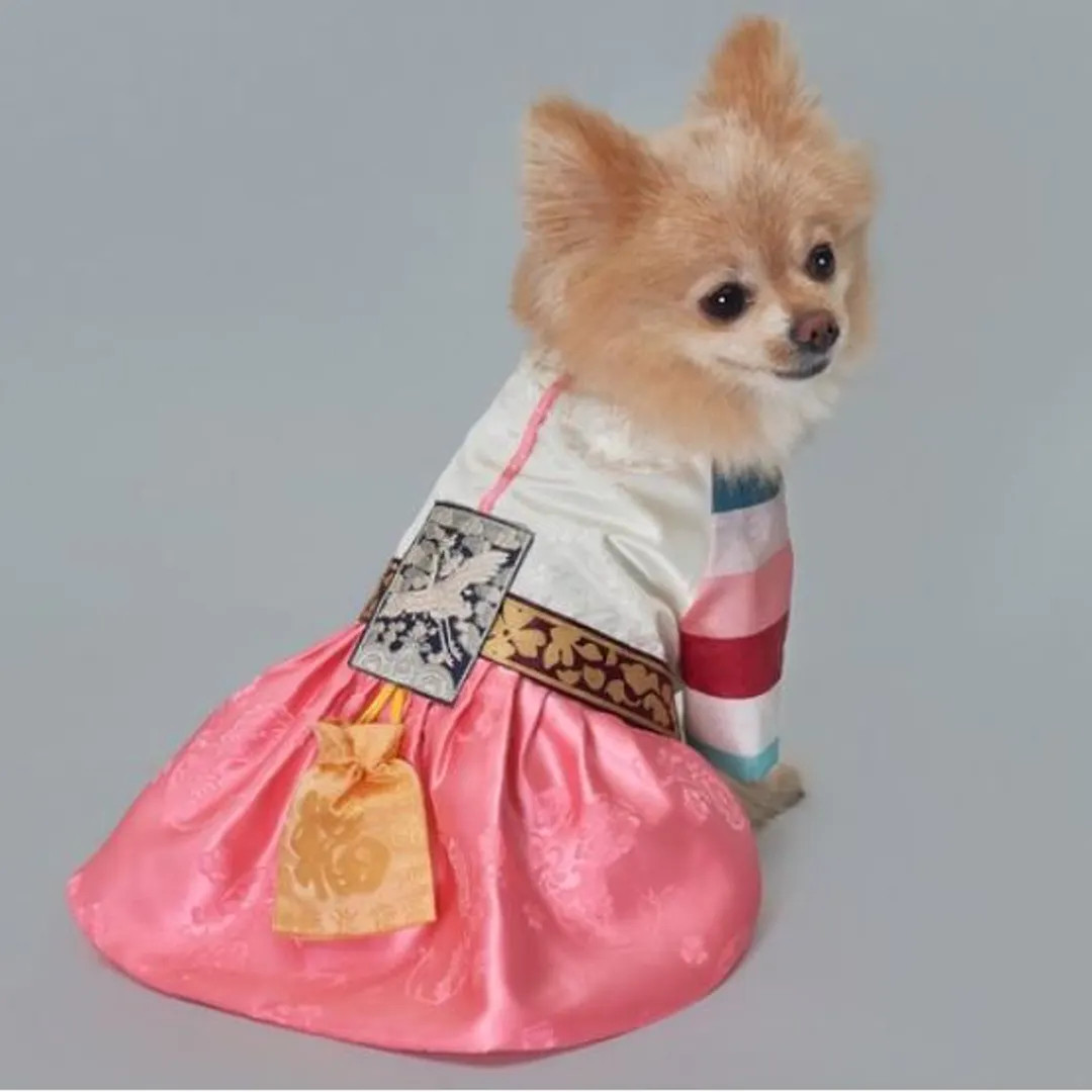 Hanbok women's dog clothes size s~2XL | Etsy (US)