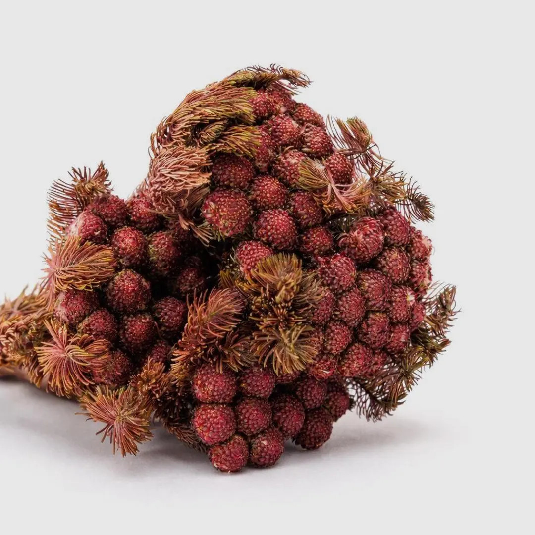 Burgundy Preserved Brunia Albiflora Bunch: Dried Flower Arrangement - Etsy | Etsy (Global)