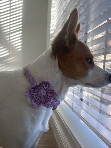 The prettiest most obnoxious dog collar

Valentines dog collar 

#LTKhome #LTKunder50 #LTKunder100