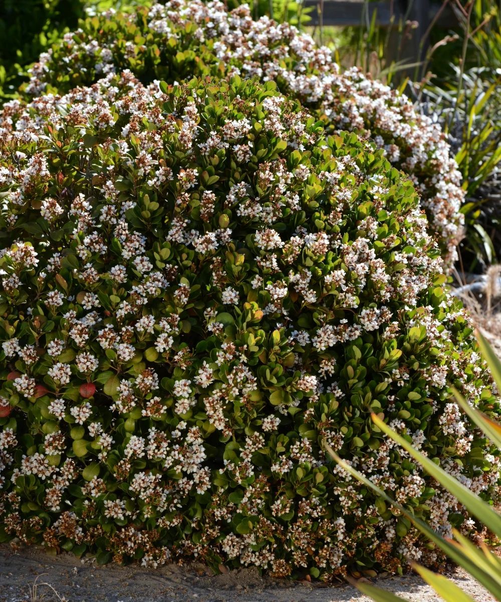 2.25 gal. Rhaphiolepis Oriental Pearl Shrub with White Flowers | Walmart (US)