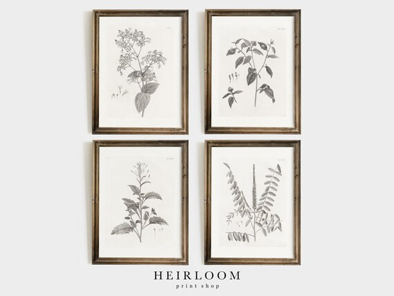 Read the full title
    Vintage Botanicals | Botany Prints | Flower | Heirloom ART PRINTS | Botan... | Etsy (US)