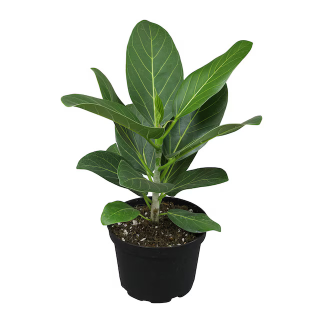 Altman Plants Audrey Banyan Tree House Plant in 6-in Pot | Lowe's