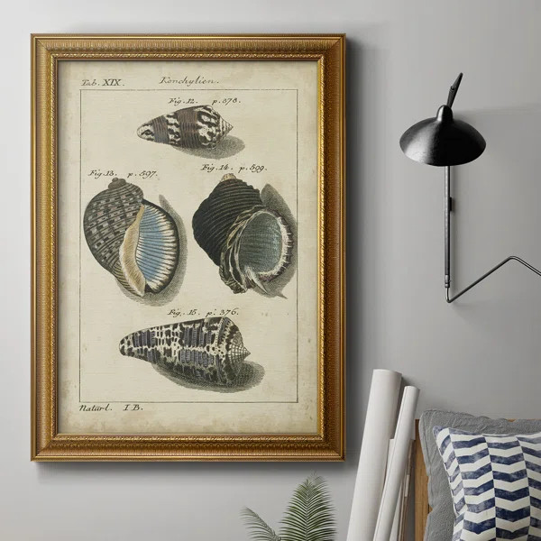 " Vintage Shell Study III " | Wayfair North America