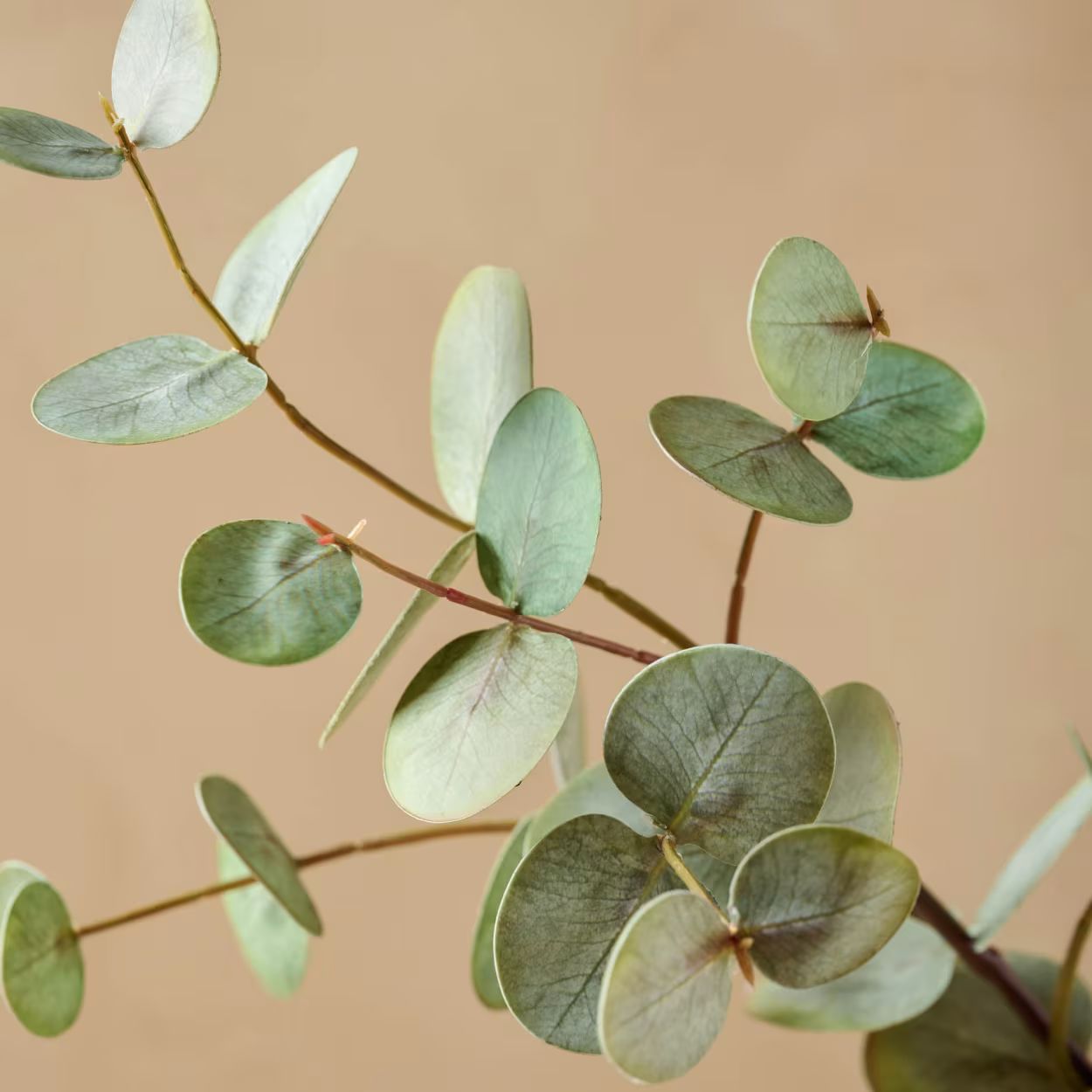 Gumdrop Eucalyptus | Magnolia