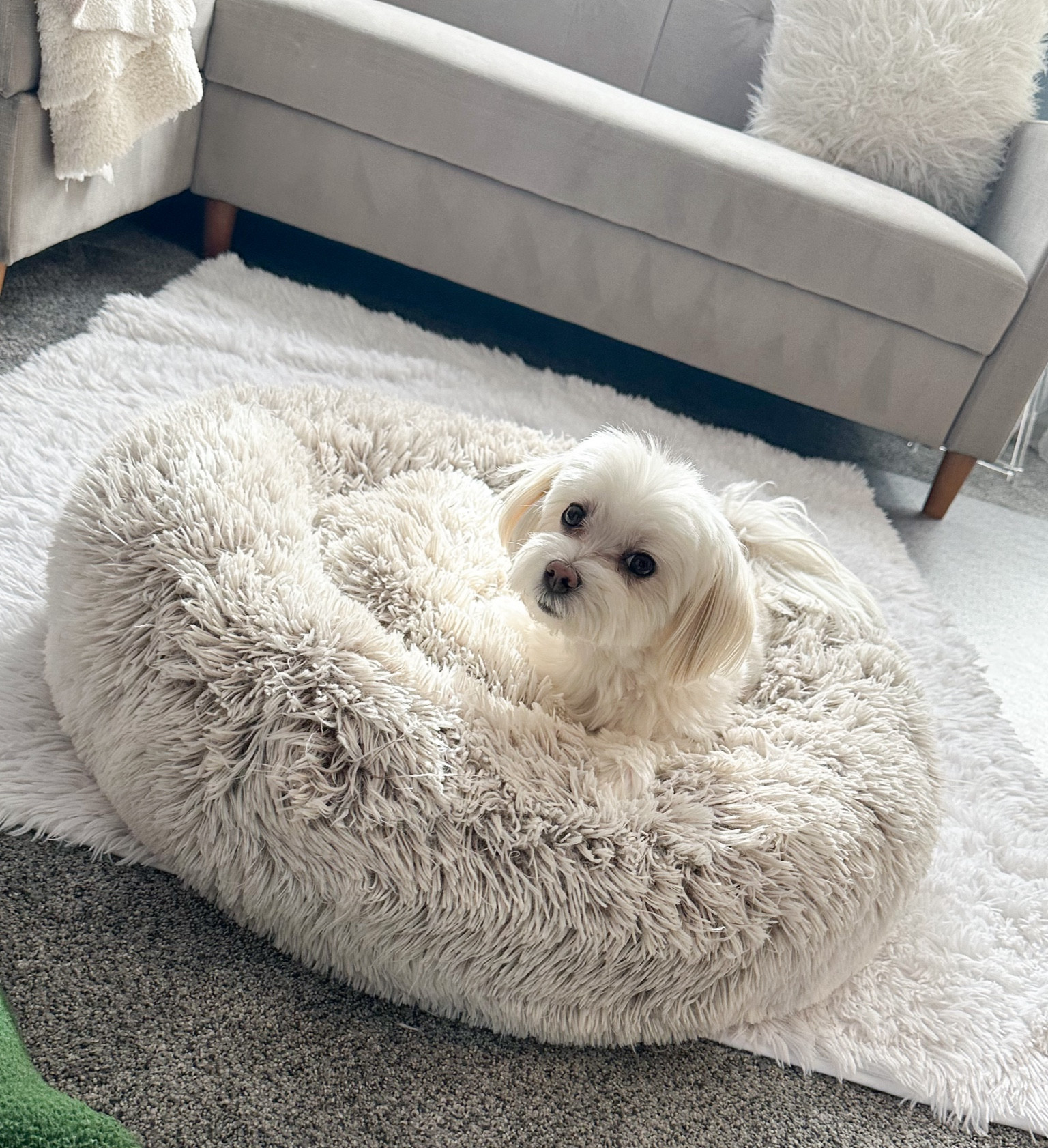 The bed of every dogs dreams! 🐶🛏️

#LTKfindsunder50