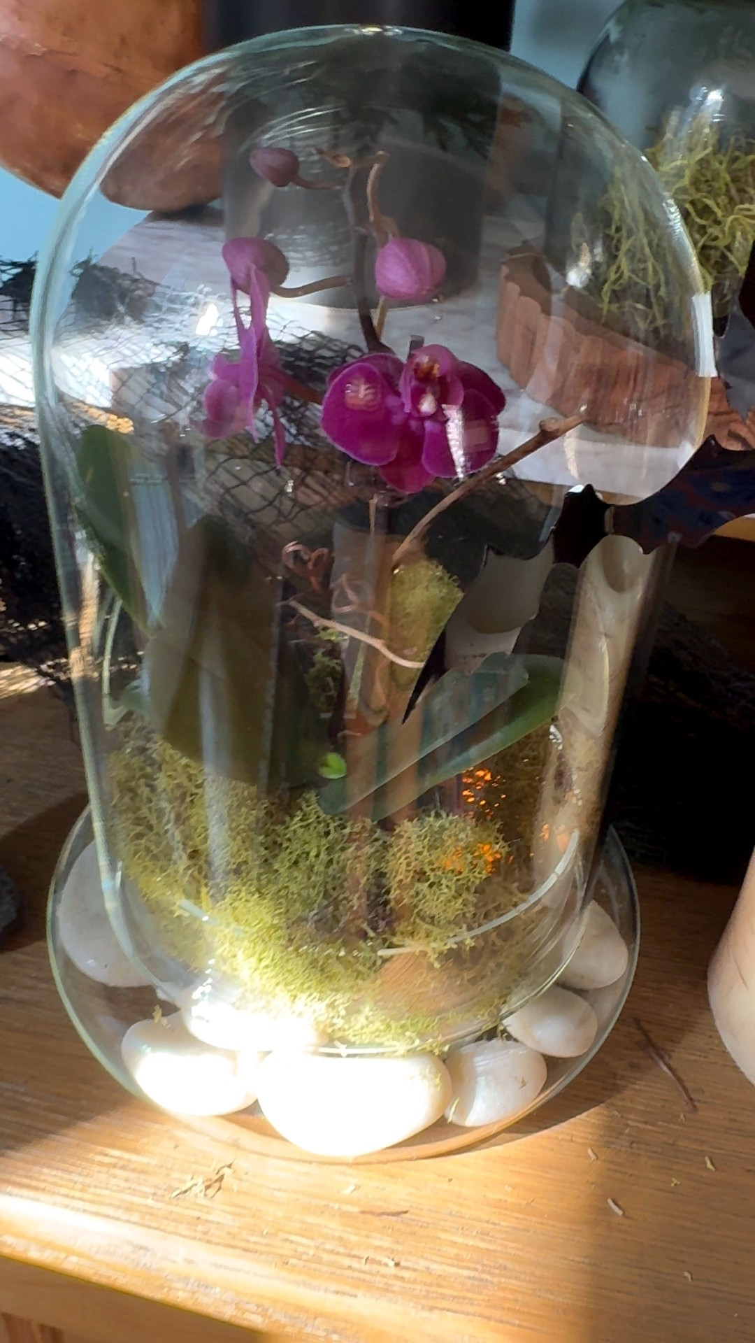 Shop the supplies to make my fall cloche 🌺 

#LTKautumn #LTKSeasonal #LTKHome