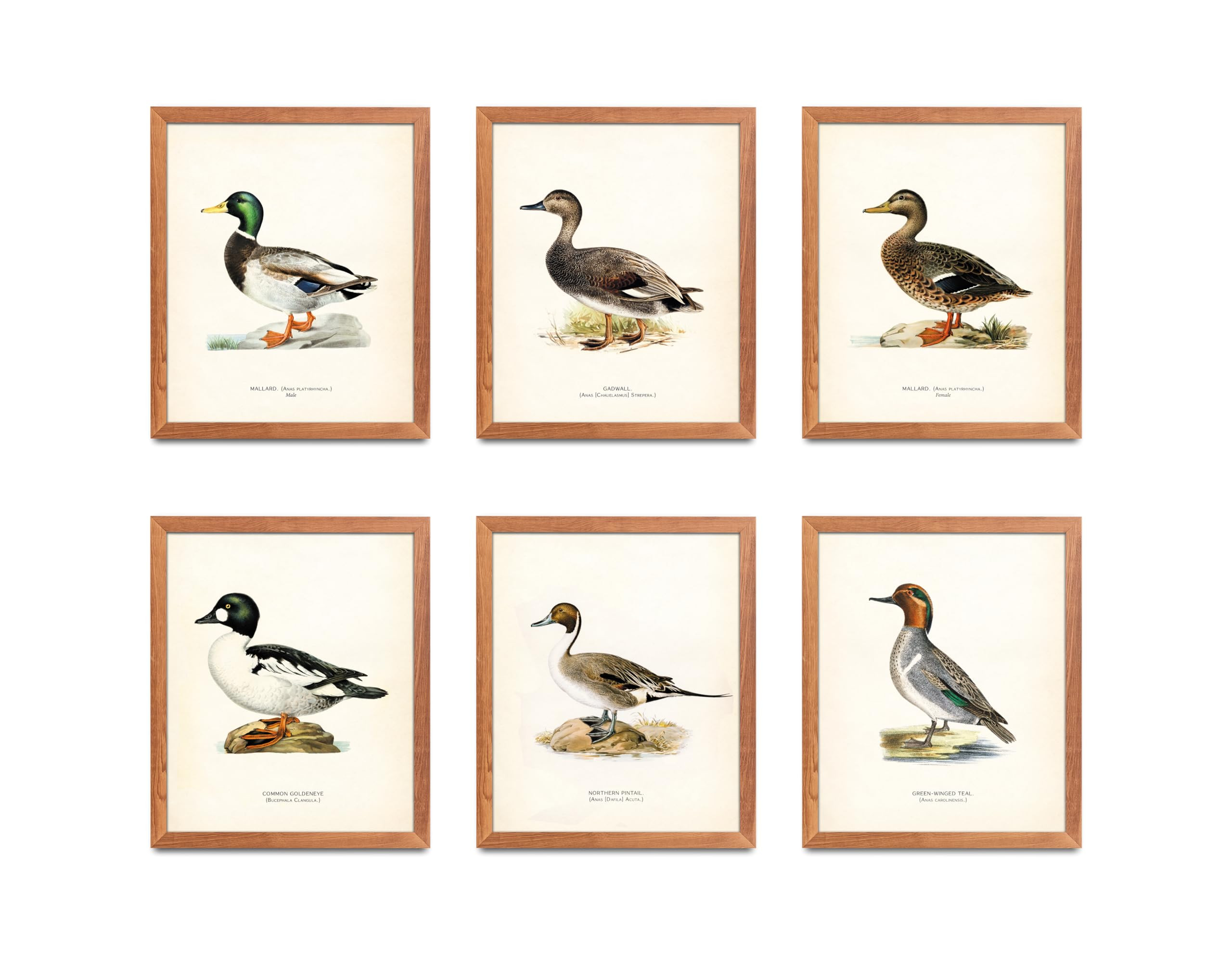 ATOZSTUDIO Vintage Duck Wall Art Prints - Set of 6 Posters // Man Cave Antique Animal Decor // Gi... | Amazon (US)