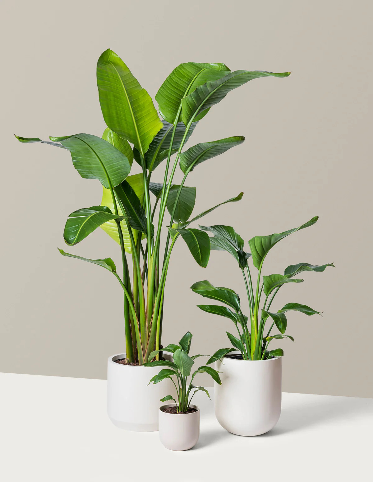 Bird of Paradise | The Sill