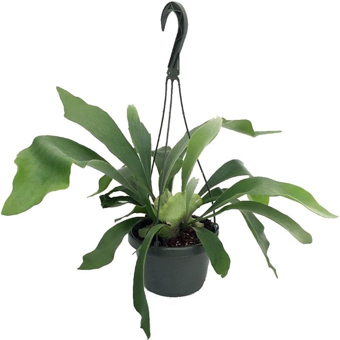 Staghorn Fern 6.5" Hanging Plant - Exotic House Plant | Amazon (US)