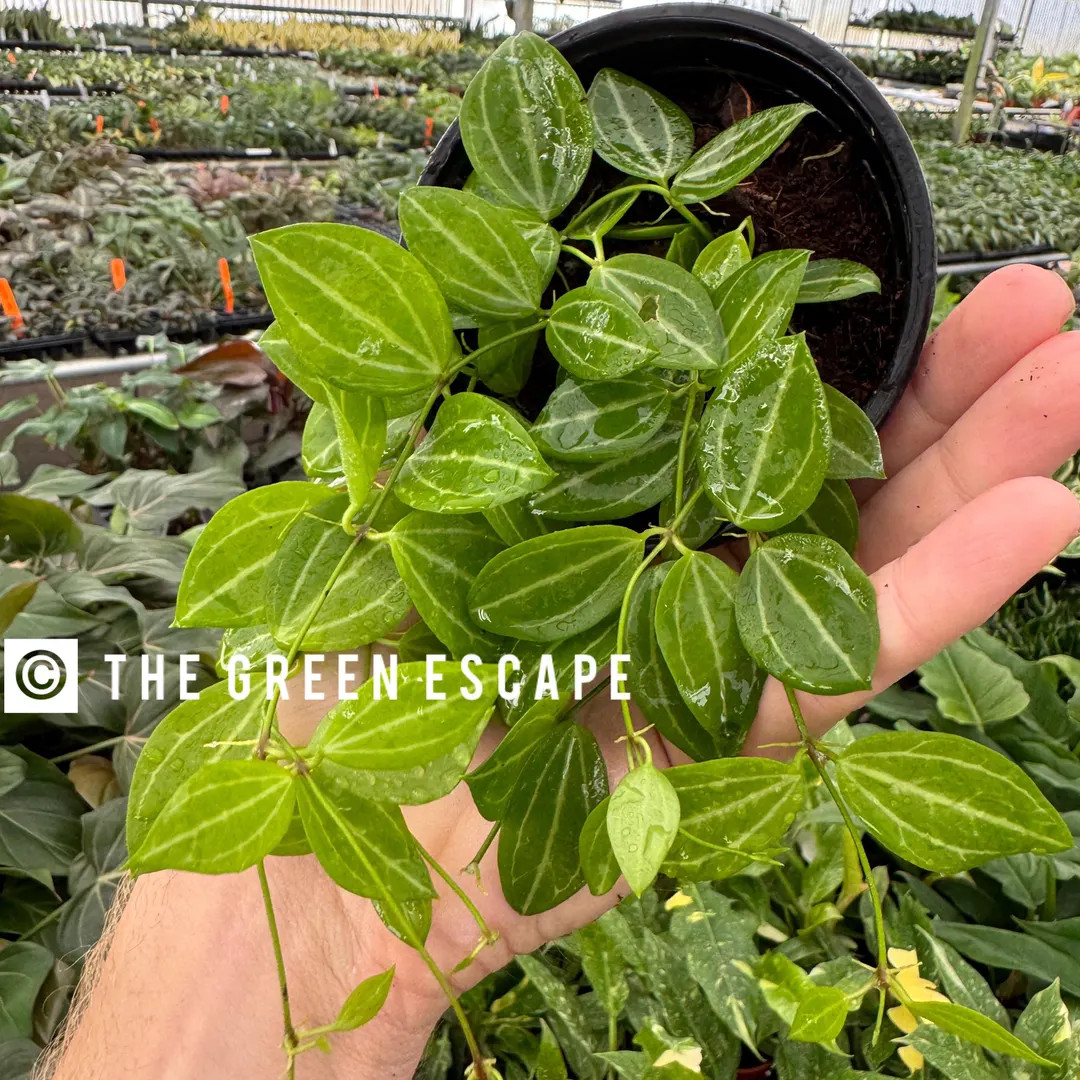 Dischidia Watermelon 4 Pot ALL PLANTS Require You to Purchase 2 Plants - Etsy | Etsy (US)