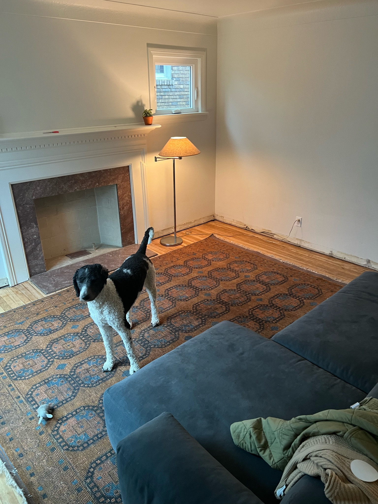 New rug! 

#LTKhome