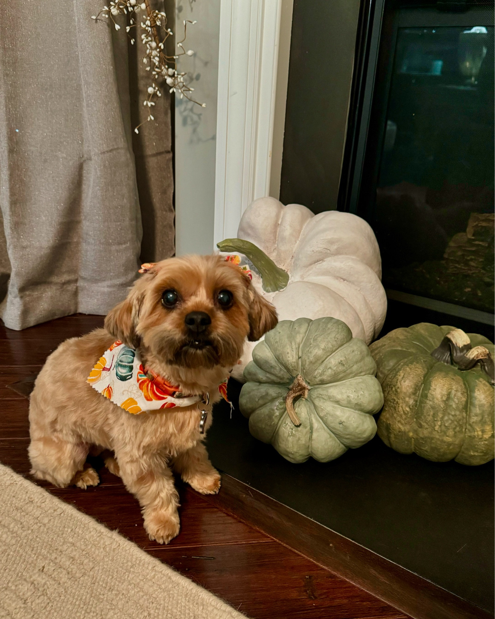Keep your fur baby looking festive for FALL! 🍁

#LTKFindsUnder50 #LTKHome #LTKFamily
