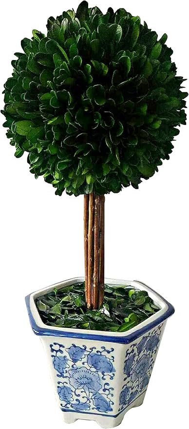 Galt International - Preserved Natural Boxwood Topiary Tree in Ceramic Pot - Plant and Table Cent... | Amazon (US)