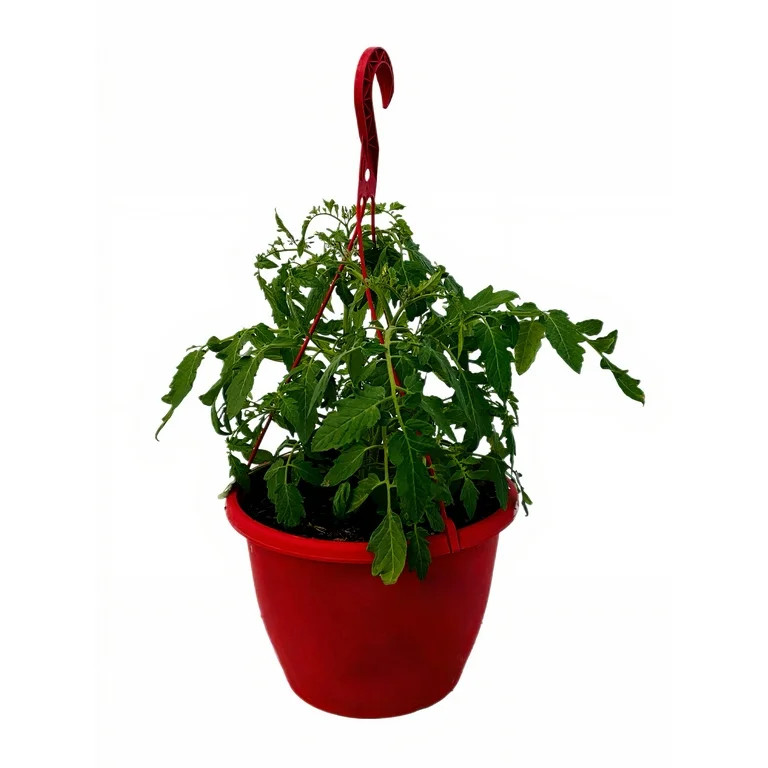 Expert Gardener 1.5G Tomato Tumbler Live Plant Grower Pot Full Sun | Walmart (US)