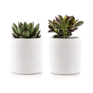 2.5 in. Assorted Succulent Set in White Dot Pot (2-Pack) SUCCLYAS325SWD | The Home Depot