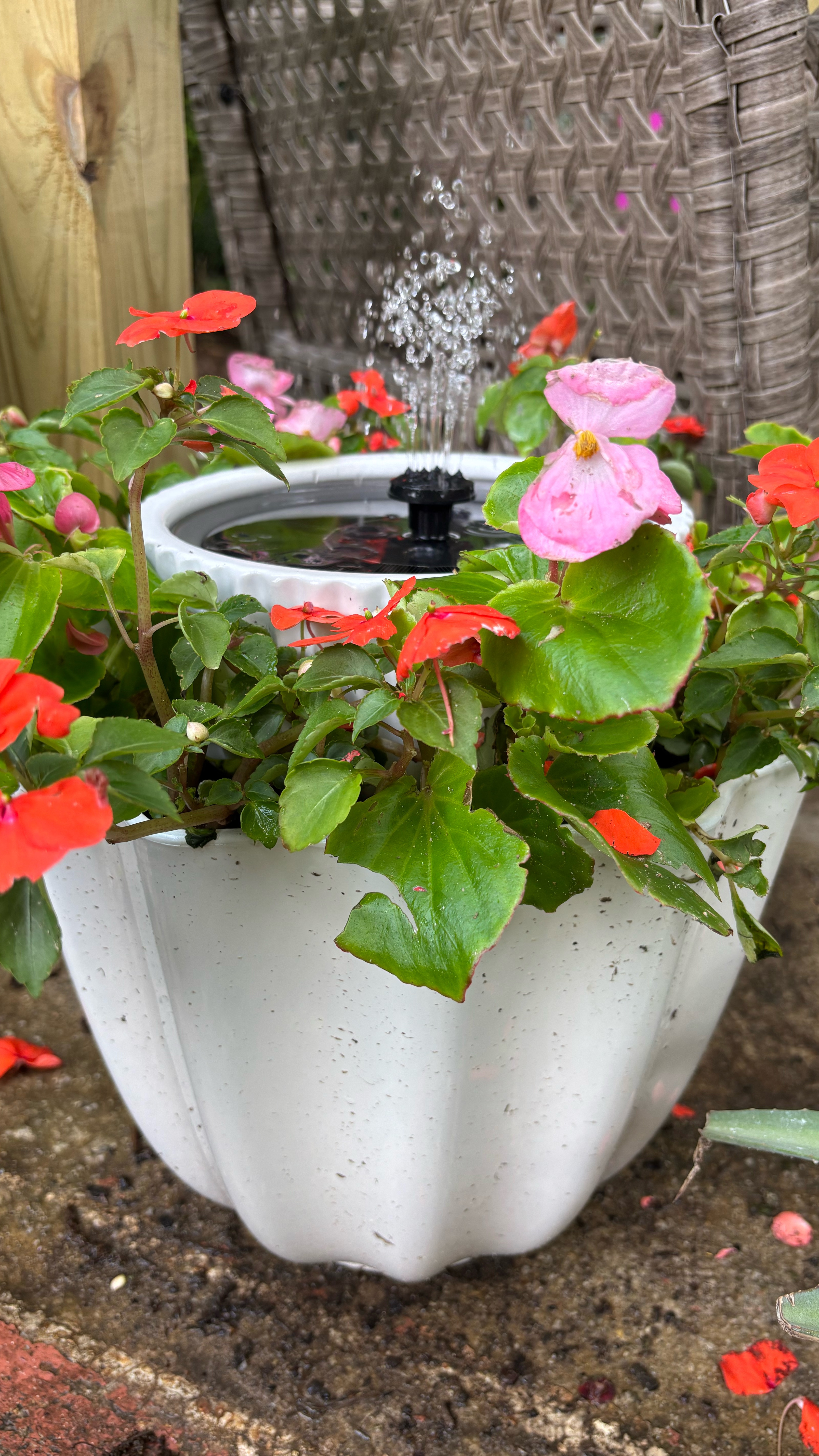 Today I’m making a DIY mini solar powered water fountain to enjoy in my backyard! I started out by picking a larger pot and a small one from @walmart they have so many cute ones to choose from! Then I filled in the bottom of the larger pot with some empty soda bottles and rocks to fill some space before adding in the soil. After the soil I placed the smaller pot in the center to make an intention so I’d know where the flowers needed to be planted. I chose some beautiful begonias and impatiens to go around the edges. Then I filled the smaller pot with water and added in my solar fountain pump I found on Amazon. After a few hours in the sun, you have a fun mini water fountain to enjoy! 💕🌴
•
•
•
#walmart #walmartfinds #pots #waterfountain #diy #backyardmakeover #backyard #raleighnc #outdoors #backyard_dreams #waterfeature #walmartstyle #plants #plantmom #raleighplantpeople #flowers #begonias #impatiens #annuals #amazonhome #garden #gardening #diywaterfountain #backyardinspo #backyardglowup 

#LTKSummerEdit #LTKFamily #LTKSeasonal