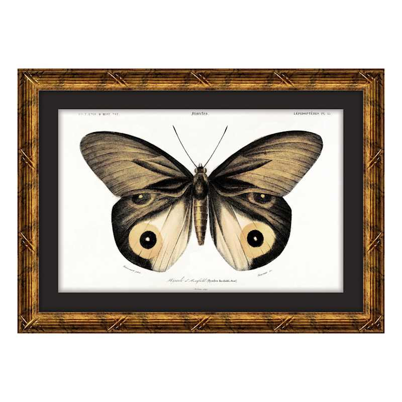 Framed Eyeball Moth Matted Wall Art by Charles Dessalines D\u2019Orbigny, 13x18 | At Home
