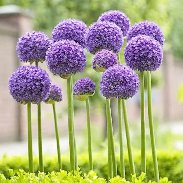 3 Giant Allium Globemaster | Walmart (US)