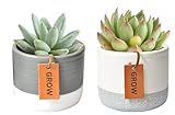 Costa Farms Succulents Fully Rooted Live Indoor Plant, 2.5-Inch Echeveria, in Two-Tone Planter with  | Amazon (US)