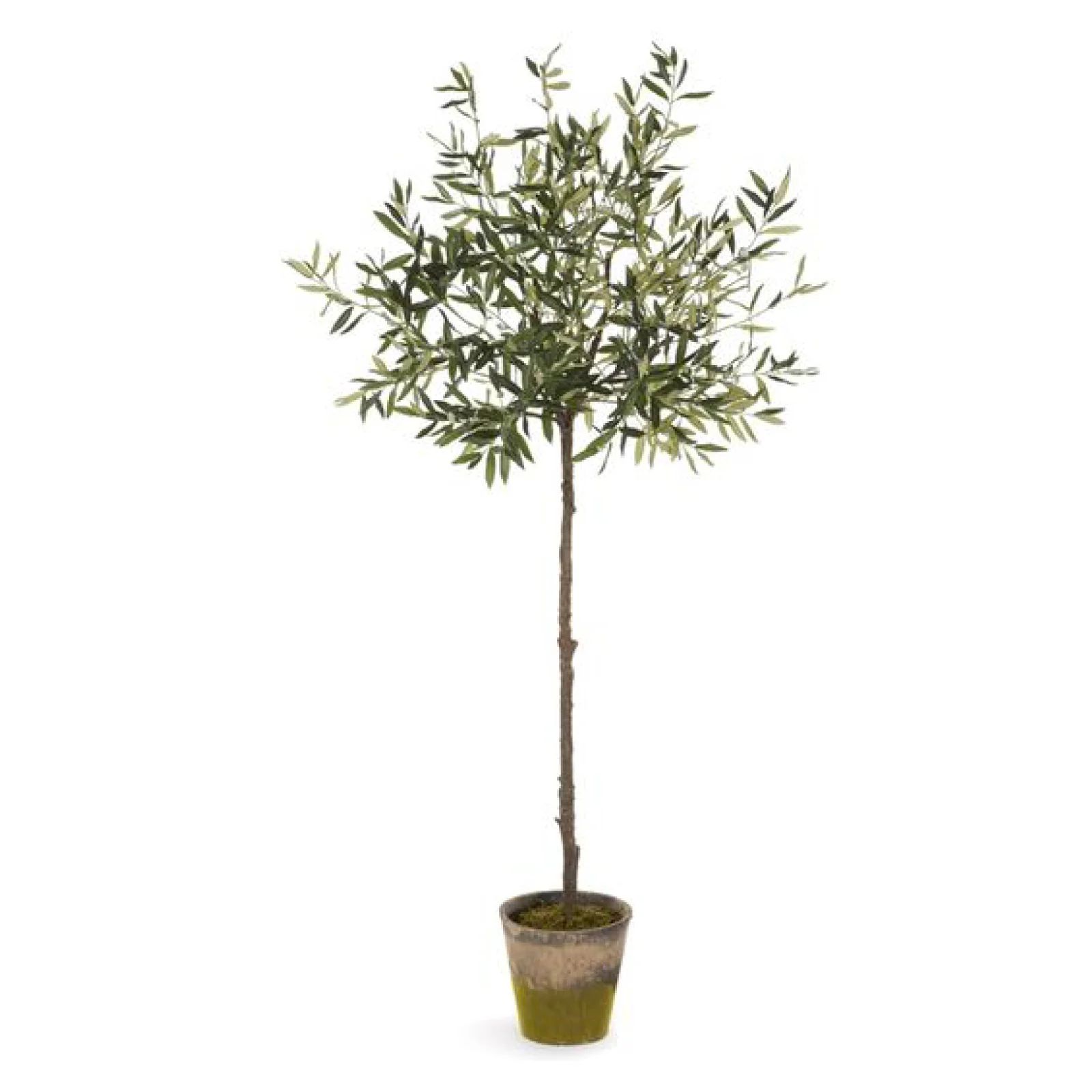 Potted Olive Tree | Brooke and Lou