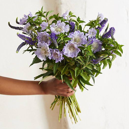 Summer Scabiosa, Veronica + Mint Bouquet | Terrain