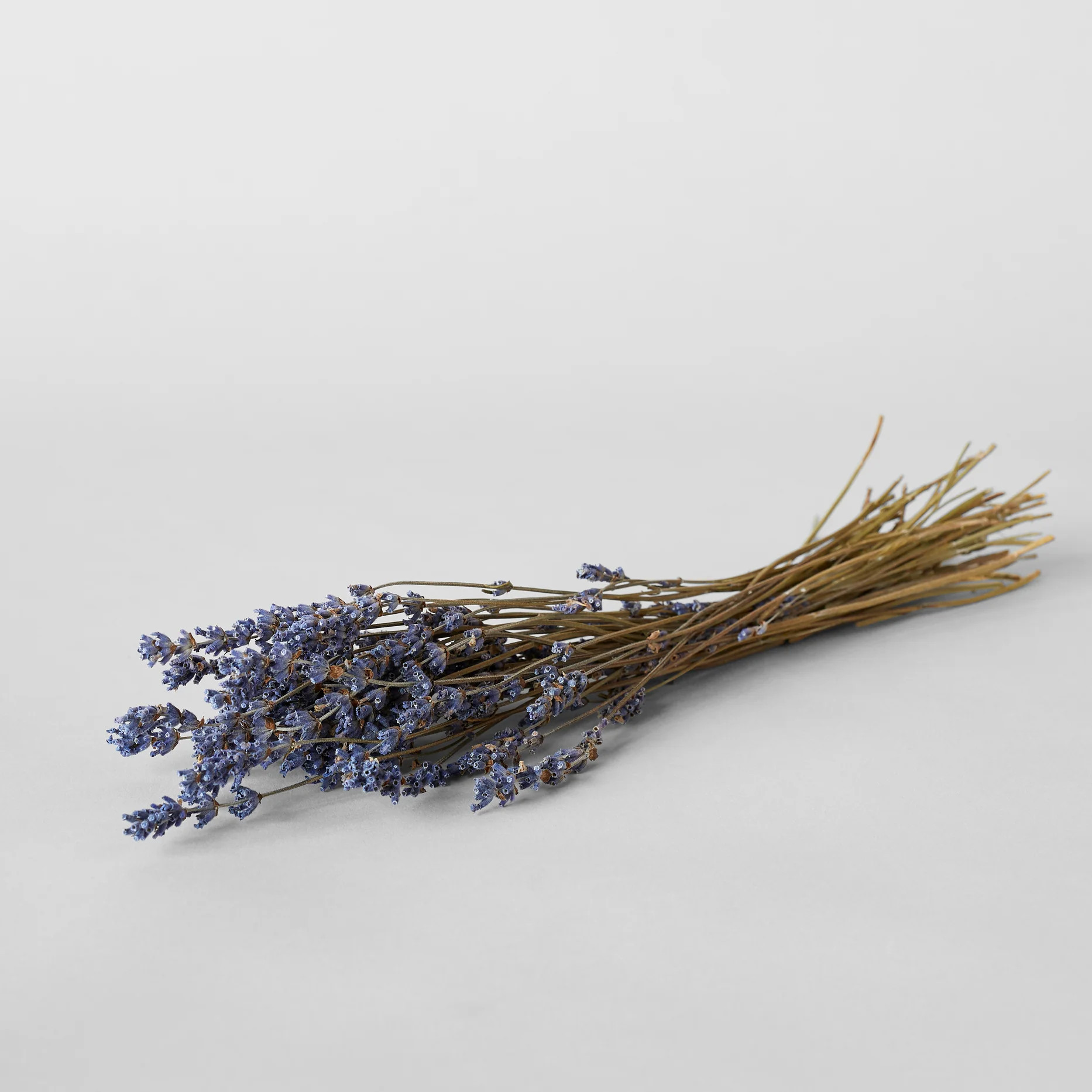 Dried Lavender | Bloomist