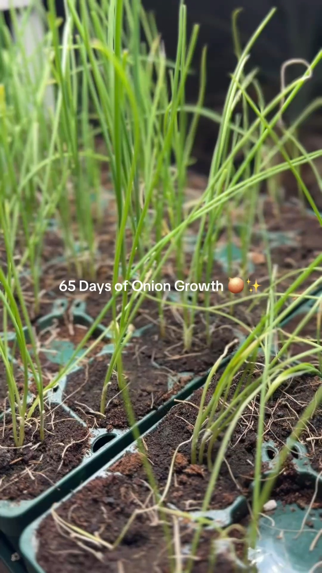 65-Day Results: My Zone 6b Seed Starting Essentials! 🧅✨
If you want healthy, garden-ready transplants, you have to start with the right gear! I started these onion seeds back on February 4th, and 65 days later, the results speak for themselves.
I’ve officially ditched flimsy, single-use plastics for the Vego Garden Seed Starting Bundle. These 10" x 20" trays are professional-grade and incredibly durable. The standout feature is the air-pruning strips—they prevent roots from circling and becoming root-bound, which is the #1 reason seedlings fail after transplanting.  
To get this lush "onion hair" indoors, I’ve kept them under my 4 Tier Grow Light Garden. It provides the perfect light spectrum to keep seedlings strong and stocky rather than leggy.

What’s featured in this post:
• Vego Garden Seed Starting Bundle: Heavy-duty trays with air-pruning technology.  
• 4 Tier Grow Light Garden: Compact, adjustable, and perfect for indoor starts.  
• Standard 1020 Germination Cells: My go-to for organized, high-success sowing.
• Burpee Onion Seeds: Reliable germination every single time.

Everything is linked below to help you upgrade your 2026 garden setup! Happy growing! 👩‍🌾🌱

#LTKhome #LTKgarden #LTKfamily #SeedStarting #VegoGarden #GardenEssentials #Zone6b #IndoorGarden #OnionSeeds #GardenSetup #SpringGardening #RootHealth

#LTKSaleAlert #LTKHome #LTKSeasonal