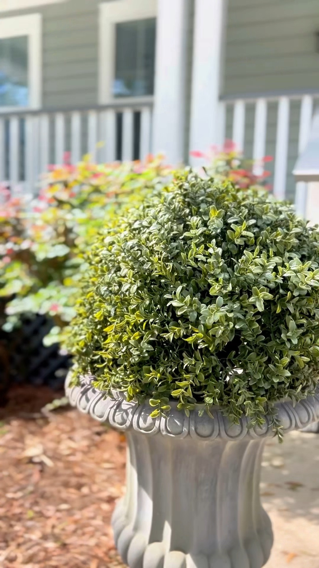 Amazon prime day deal! The most realistic planters 

#LTKxPrimeDay #LTKVideo #LTKSaleAlert