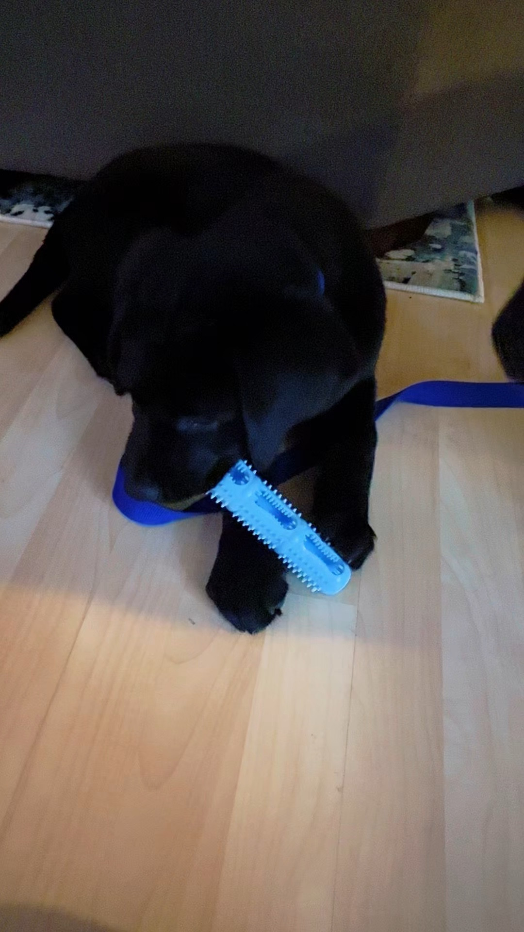 Bite and Brush 360 Dental Chew Toy for Dogs-Dog Toothbrush with Inner & Outer Textures for Teeth Cleaning, Stuffable Rubber Puppy Teething Toy, Interactive Design to Keep Them Busy