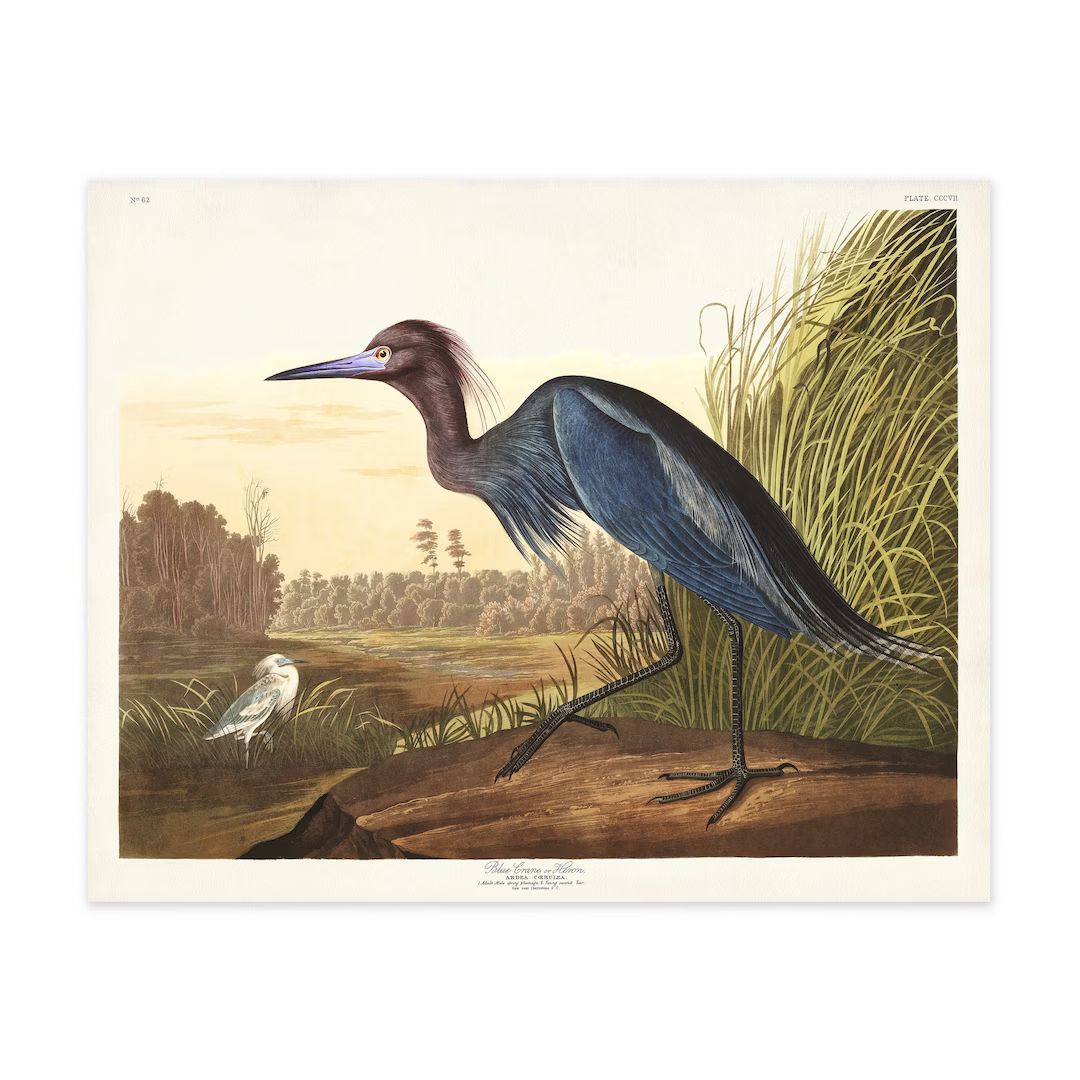 Blue Heron Print Audubon Birds of America Bird Print Blue - Etsy Canada | Etsy (CAD)