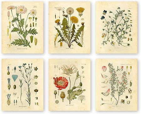 Botanical Prints Wildflower Prints Floral Wall Art - Set of 6 - 8x10 - Unframed | Amazon (US)