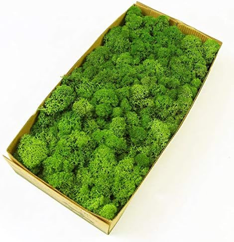Prefleur Preserved Reindeer Moss Natural Green DIY Kit Terrariums Gardenning Art Wall Decor Flori... | Amazon (US)