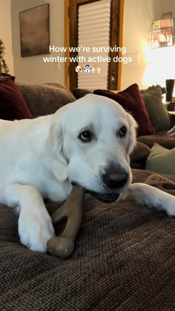 Active dogs + winter = get creative ☃️🙌🏻

#dogmom #dogmomlife #dogbone

#LTKSeasonal #LTKmomlife