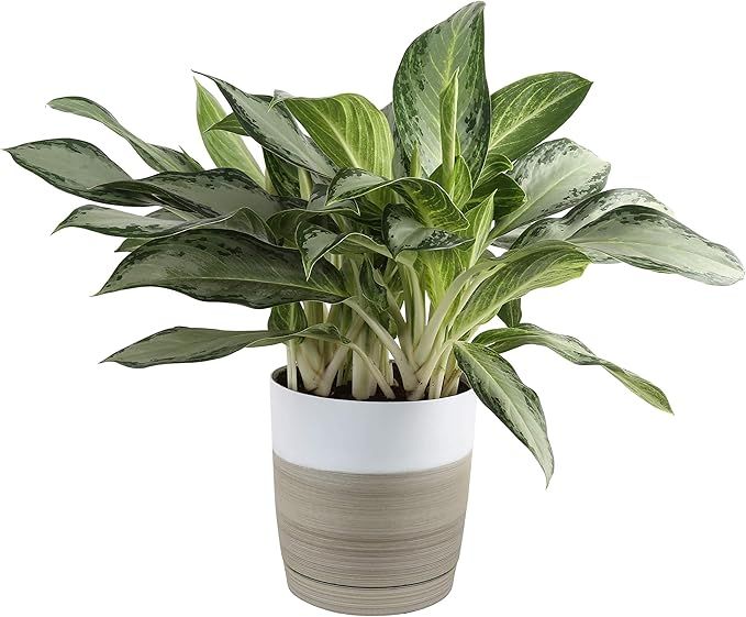 Costa Farms Chinese Evergreen Aglaonema Indoor Plant in in Décor Planter, 2-Feet Tall, White-Nat... | Amazon (US)