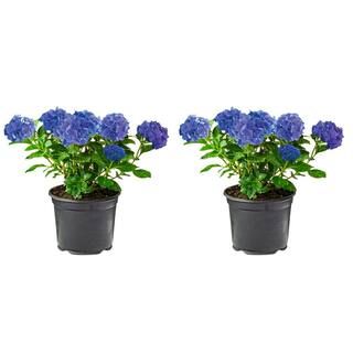 2.5 Qt. Blue Perennial Hydrangea Macrophylla (2-Pack)-1057 - The Home Depot | The Home Depot