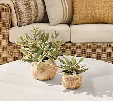 Faux Potted Faded Succulent | Pottery Barn (US)