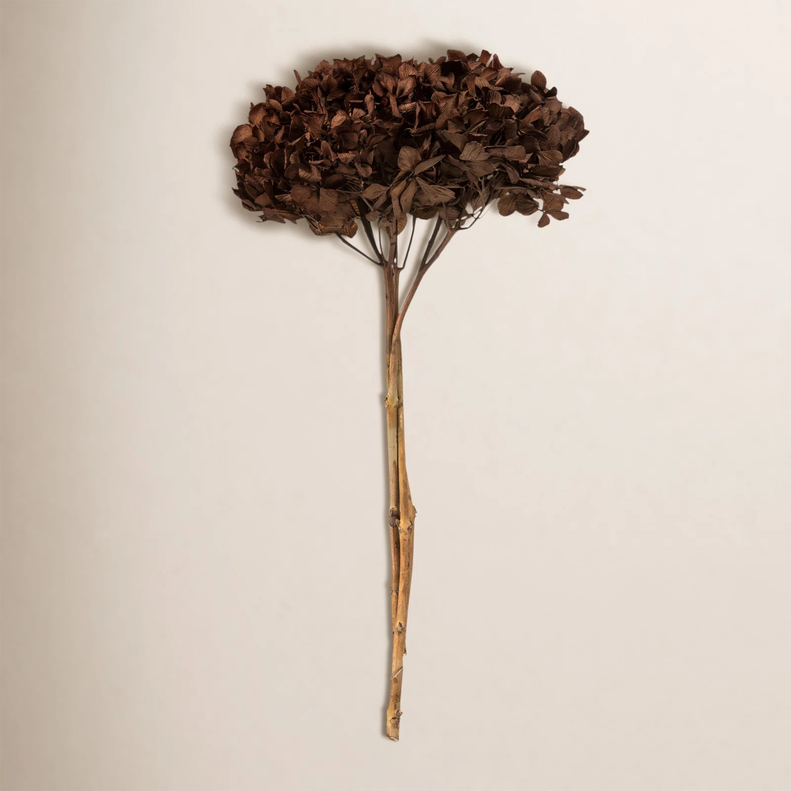 Natural Botanicals 15" Hydrangea with Multiple Branch Segments, Preserved | Joss & Main