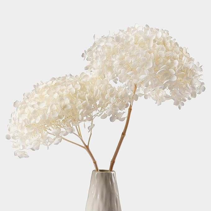 2 PCS Large Flower Heads Dried White Hydrangea Flowers (Length 14" Corolla Size 5''-6'') -Real Hy... | Amazon (US)