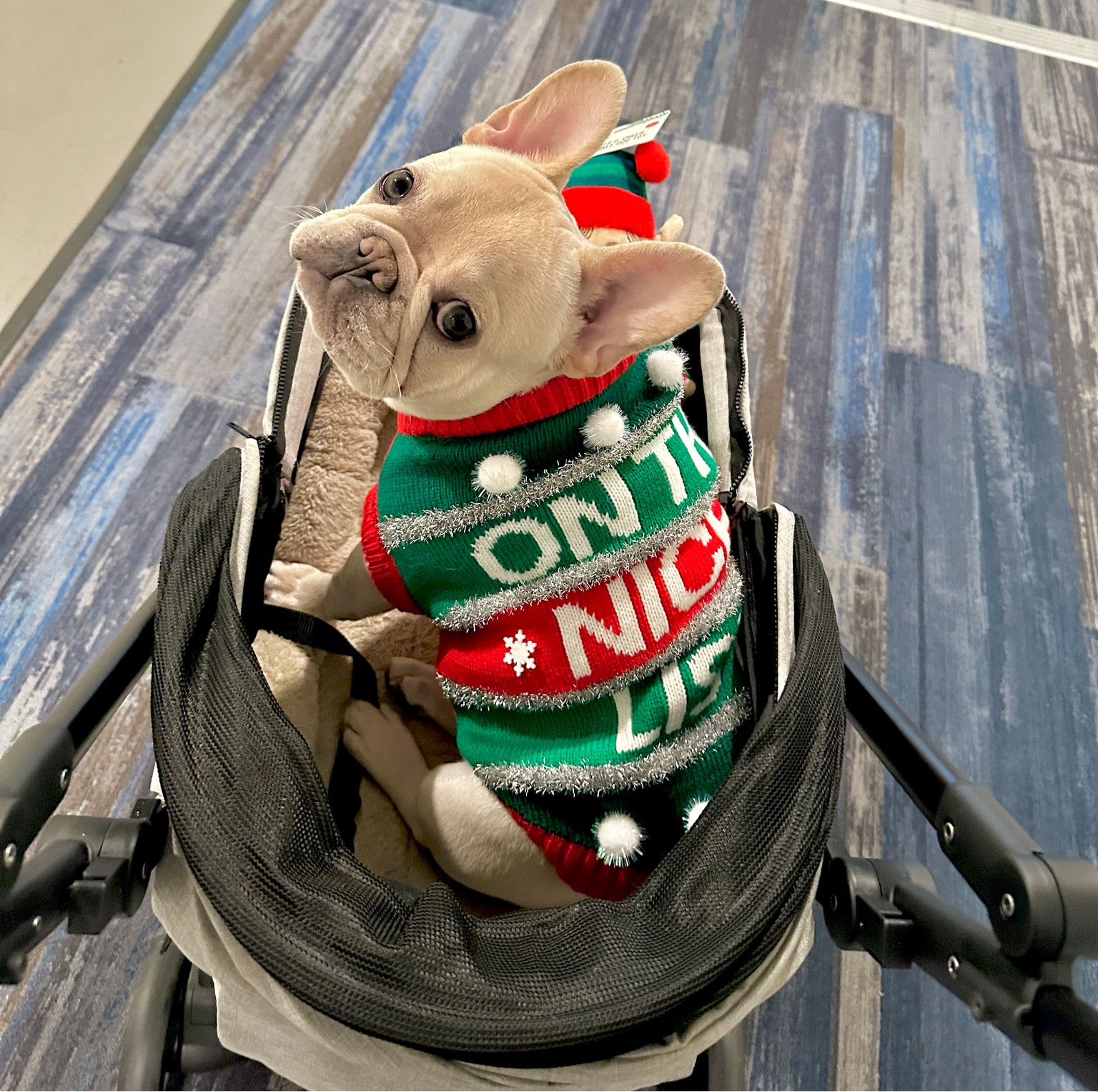 Ready for my presents Santa I’m on the nice list. Cute sweaters on sale at PetSmart and I love my stroller  currently on sale on Amazon! 

#LTKHoliday #LTKsalealert #LTKGiftGuide