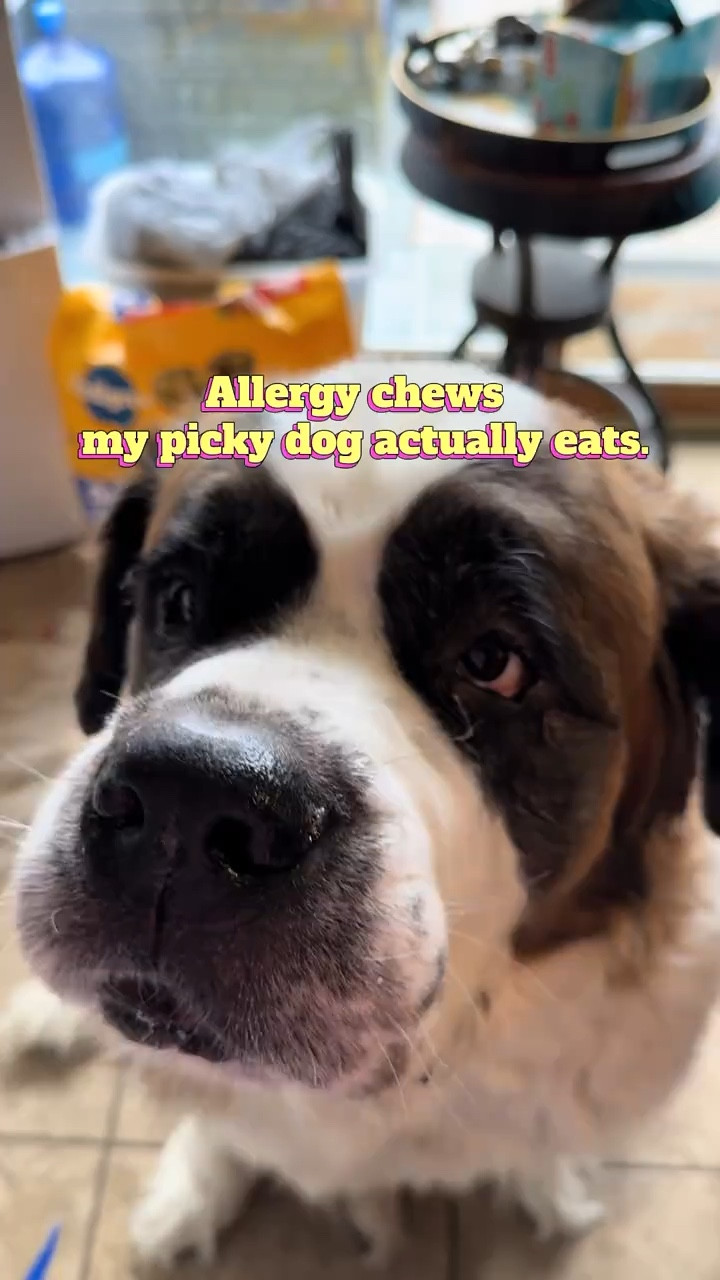 If you have a picky dog that refuses allergy chews, try these. My 200 lb St. Bernard is extremely picky and he eats these Zesty Paws Vet Strength Allergy & Immunity chews with no problem. These help with itching, allergies, and immune support — and the fact that he actually eats them makes them a win in our house.

#dogallergies #pickydog #stbernard #dogmomlife #petfavorites #ltkpet #zestypaws #dogproducts

#LTKHome #LTKmomlife #LTKSeasonal