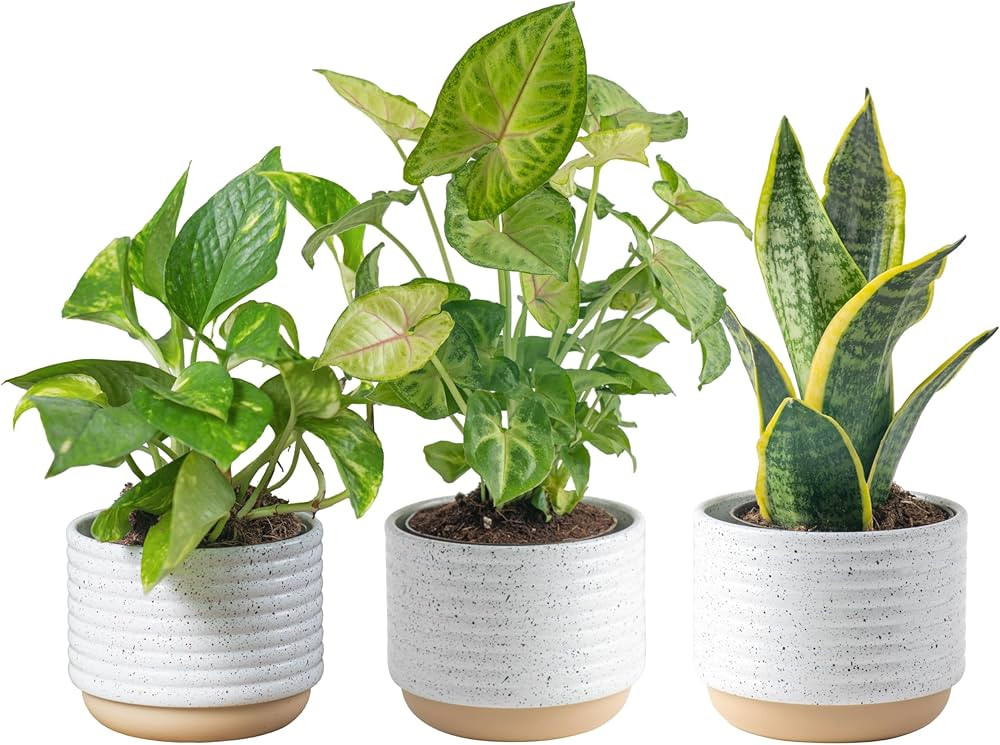 Costa Farms Live Plants, Easy to Grow Indoor Houseplants (3-Pack), Air Purifying Grower's Choice ... | Amazon (US)
