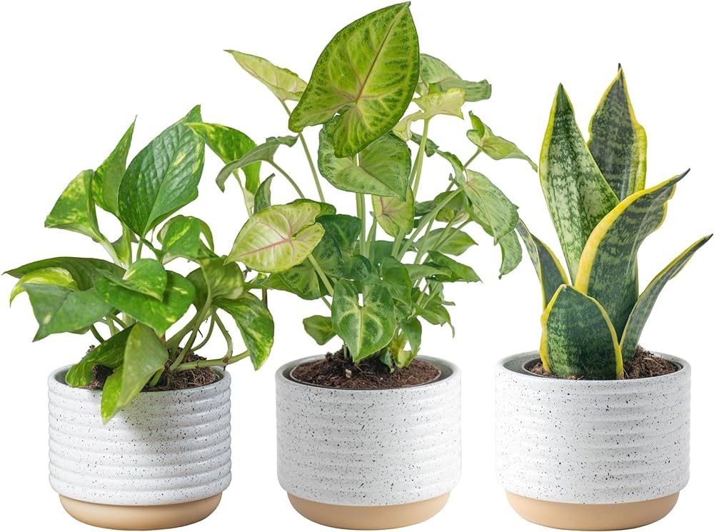 Costa Farms Live Plants, Easy to Grow Indoor Houseplants (3-Pack), Air Purifying Grower's Choice ... | Amazon (US)