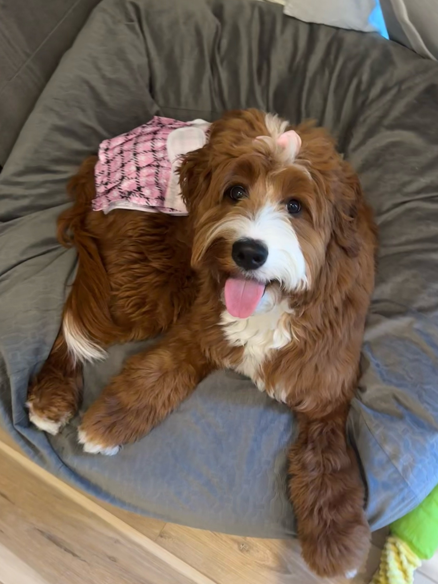 Ellie went into heat and these reusable and washable skirt diapers have been life savers! No stinky trash cans, just pop them in the washer and she’s got a clean diaper ready to wear! They’re super cute! Ellie is wearing size medium and she’s 45 pounds. 

#LTKfamily #LTKhome #LTKkids