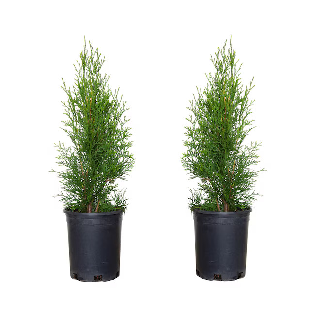 Flowerwood 2.5 -Quart Screening Emerald Green Arborvitae (2 Pack) In pot (with soil) | Lowe's